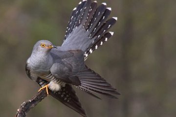 13 червня: народний календар і астровісник