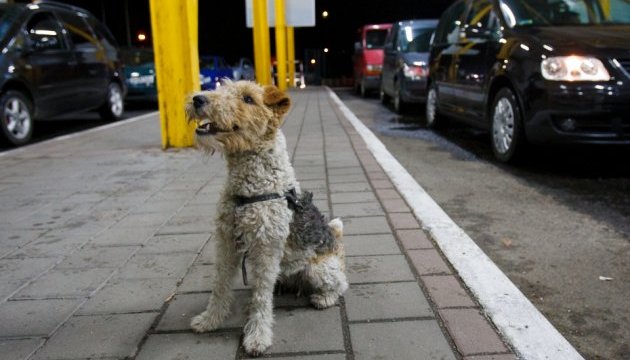 Британці спробують навчити собак виявляти коронавірус