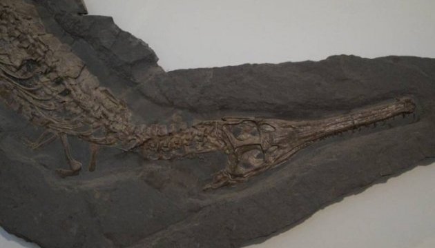 Палеонтологи у Китаї знайшли скелет стародавнього крокодила