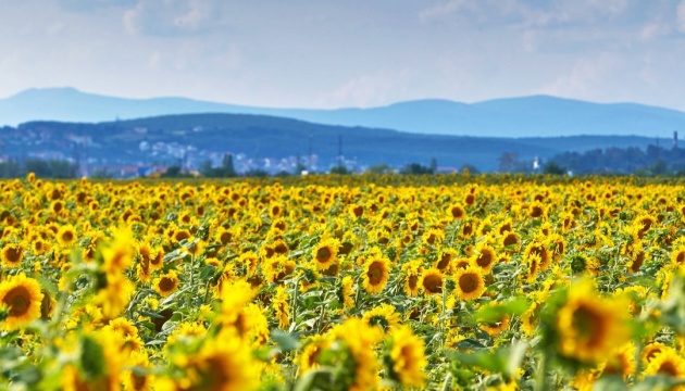 Україна забезпечить половину світового приросту урожаю соняшнику - USDA