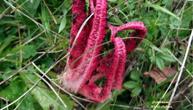Рідкісну гриб-квітку знайшов на Буковині спеціаліст лісового господарства