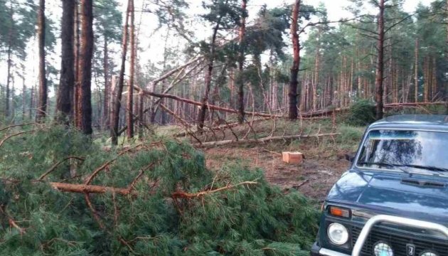 На Черкащині в наметовому таборі дівчину убило деревом, що впало через негоду