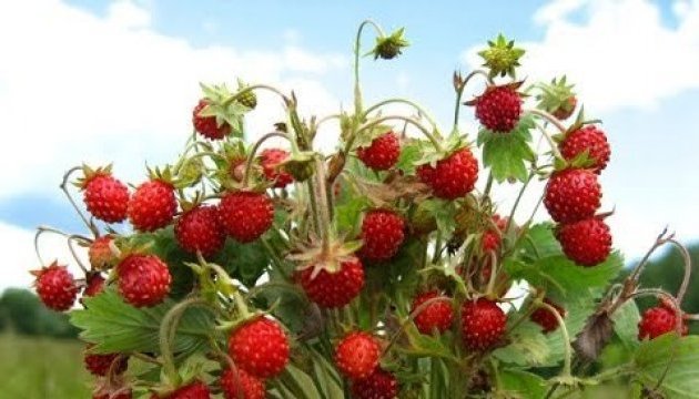Ukraine breaks own pine strawberry export record 