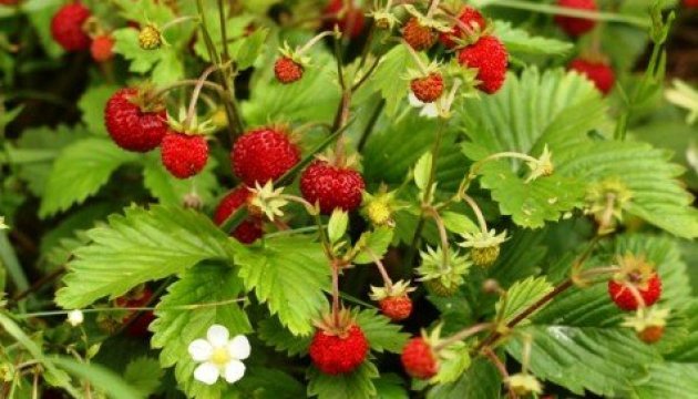 L'Ukraine bat son propre record d'exportation des fraises capron L'Ukraine bat son propre record d'exportation des fraises capron