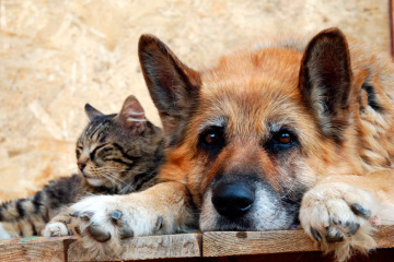 La clinique vétérinaire de Kyiv lance un chatbot pour aider les animaux  sans abri à trouver un foyer 