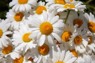 31 липня: народний календар і астровісник