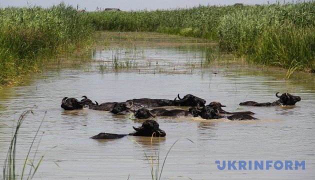 Новий екопарк на Одещині дивуватиме водяними буйволами