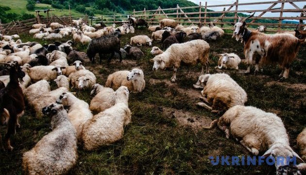 Туристам запропонували відчути себе грузинськими вівчарями