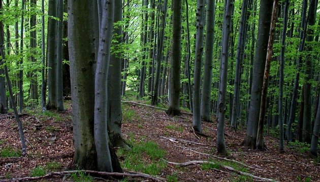 Назаконному обігу деревини в Україні запобігатиме ЕОД - Держлісагентство