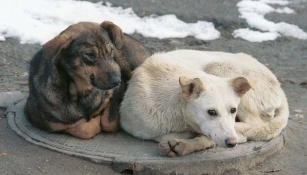 В Одесі за 15 років чисельність безпритульних собак зменшилась майже у 20 разів