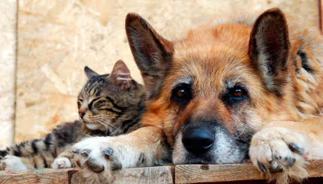 La clinique vétérinaire de Kyiv lance un chatbot pour aider les animaux  sans abri à trouver un foyer 