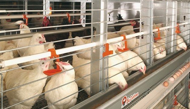 Saudi Arabia lifts temporary ban on import of poultry from Ukraine