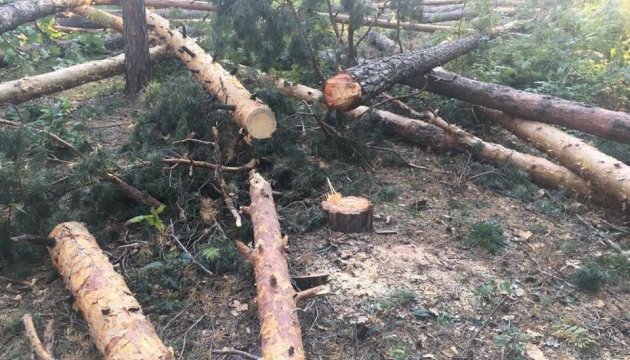 Після президентської наради на Харківщині оголосили підозри понад 30 “чорним лісорубам”