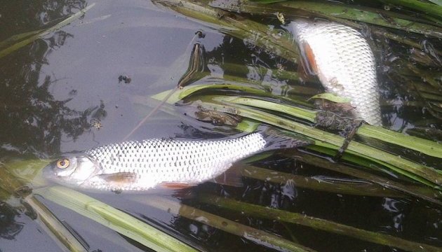 Ймовірна причина загибелі риби у річці на Житомирщині - отруєння хімікатами