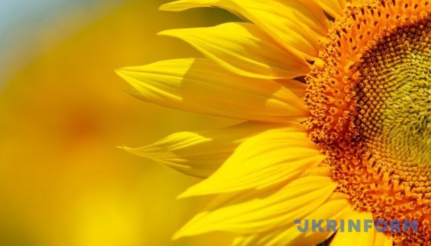 USAID надасть насіння соняшника та мінеральні добрива українським фермерам