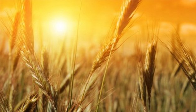 One-third of early grains harvested in Ukraine 