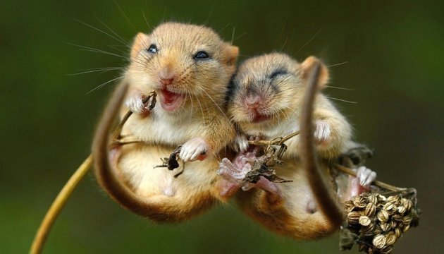 Миші здатні контролювати в мозку «гормон задоволення» – вчені