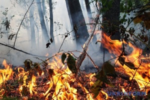 Жінка знищила 1,5 гектара національного парку «Вижницький», випалюючи суху траву на Буковині