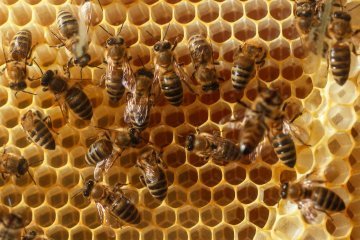 Українських бджолярів запросили до участі у London Honey Awards 2021