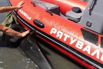 У Джарилгацькій затоці врятували дельфіна, який застряг на мілині