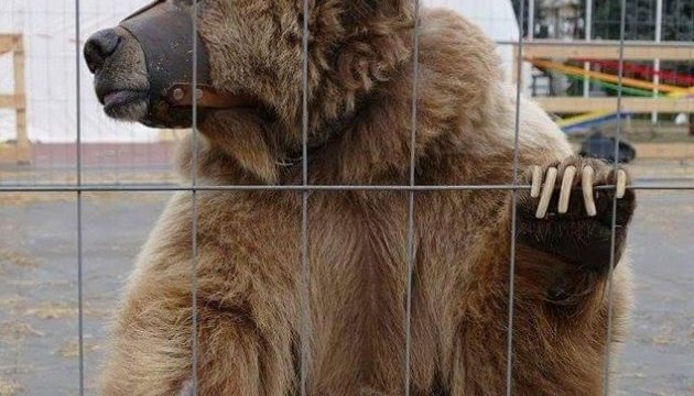 На Львівщині екологи з поліцією визволили ведмедицю з “лап” циркачів