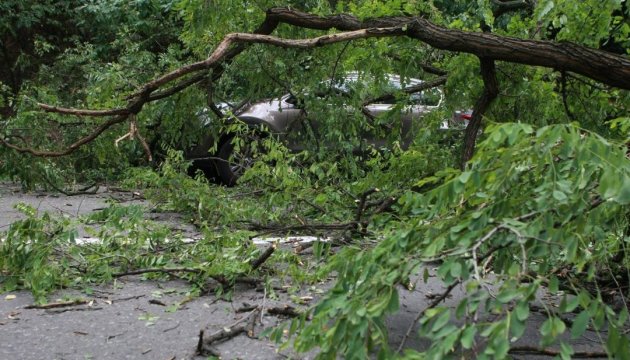 У Києві дерево впало на припаркований автомобіль 