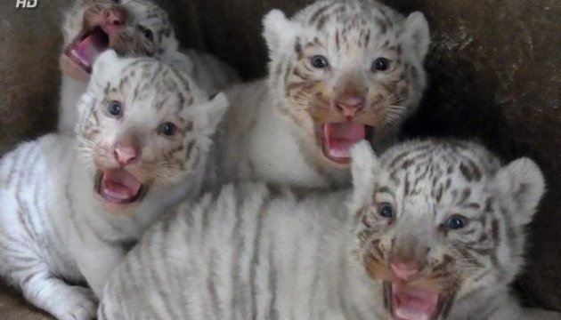 White tiger cubs born in Berdiansk private zoo. Video