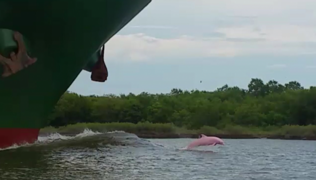 У Луїзіані зняли рожевого дельфіна