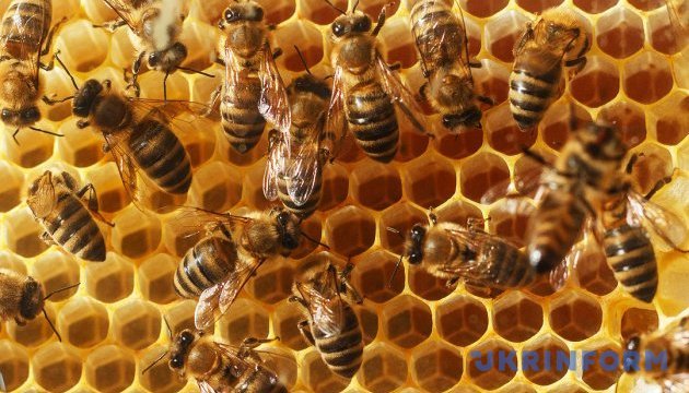 Ukrainian-Austrian honey factory opened in Cherkasy region