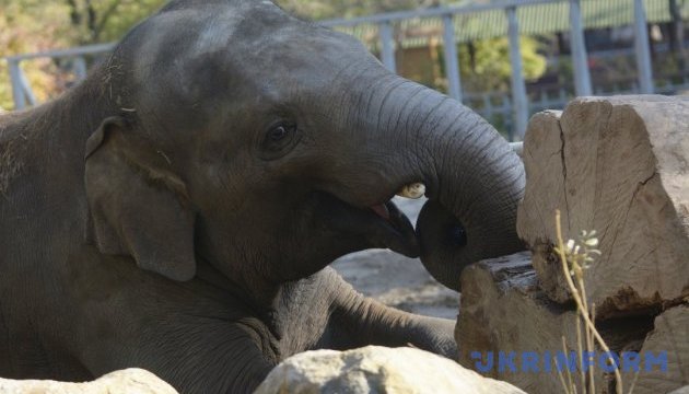 Слони врятували сотні туристів у Непалі