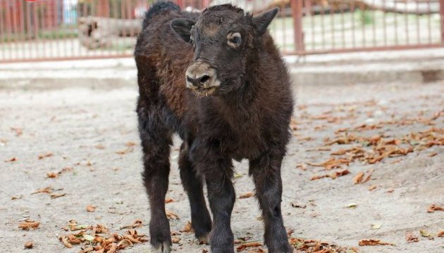 У Київському зоопарку народилося теля яків 