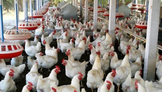 Ukraine not using fipronil in poultry farming - food safety service
