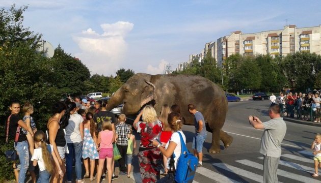 У курортному Трускавці вулицями гуляв слон