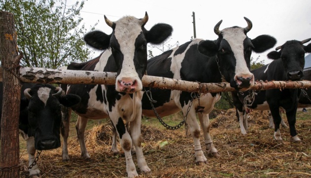 Виробництво молока в Україні цьогоріч вперше опуститься нижче 10 мільйонів тонн