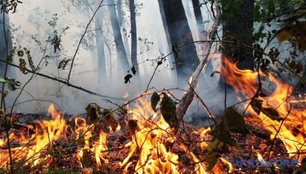 Жінка знищила 1,5 гектара національного парку «Вижницький», випалюючи суху траву на Буковині