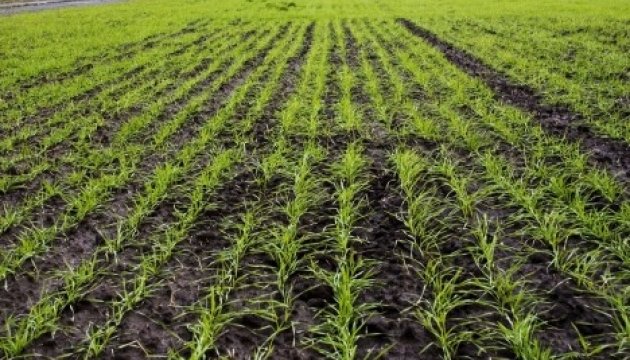 乌克兰国家农业科学研究院大米研究所展示了新的种植技术