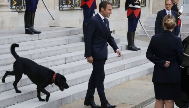 Президент Франції взяв собаку з притулку