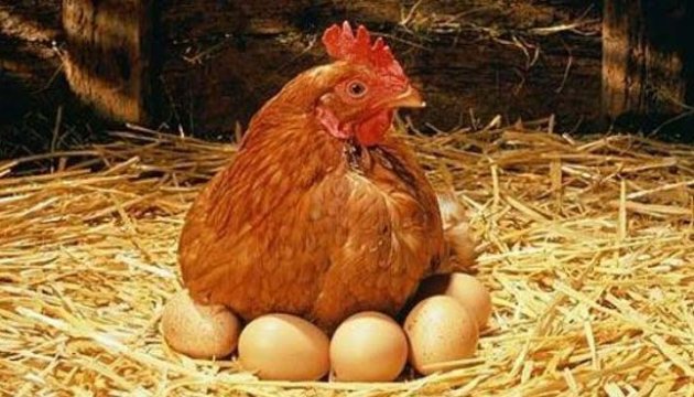 Kuwait levanta la prohibición a las importaciones ucranianas de carne de aves de corral y huevos 