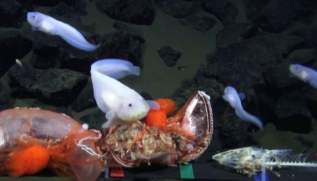 Ils vivent au fond de l’océan: une vidéo unique de la Fosse des Mariannes  (vidéo)
