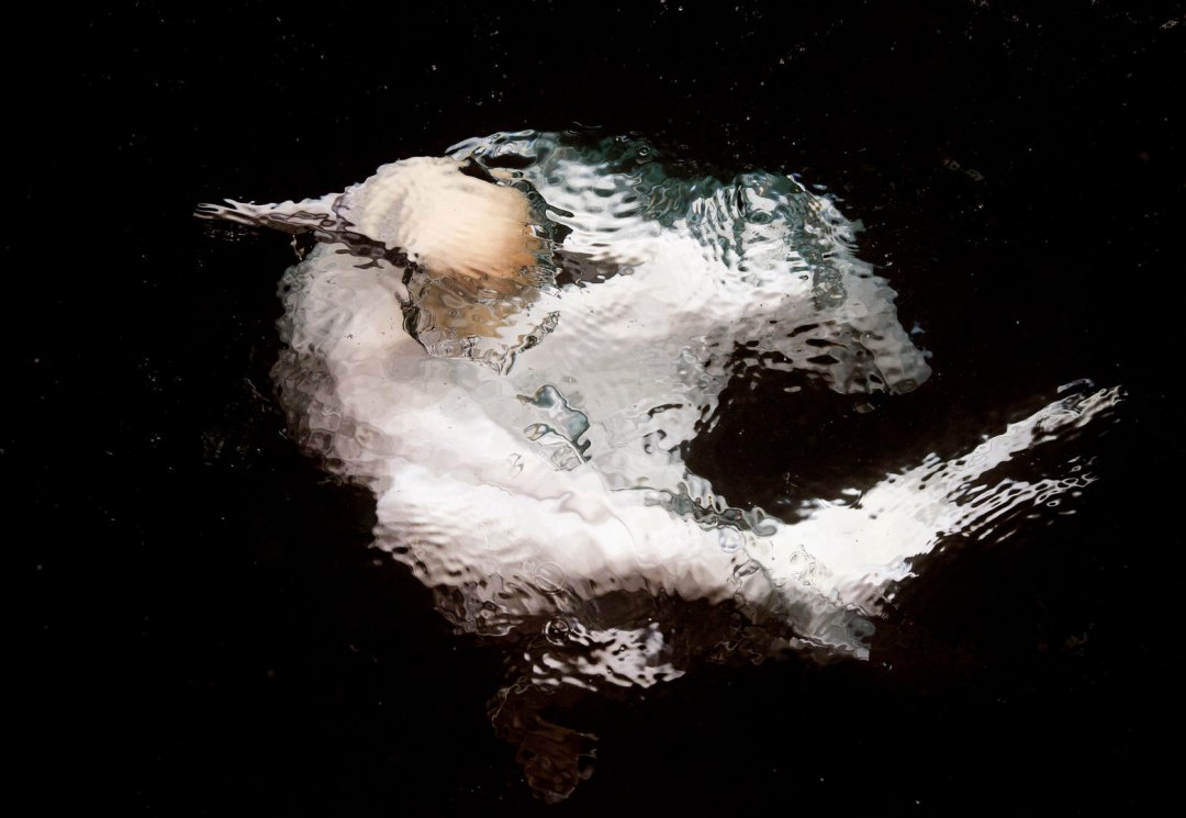 Gannet underwater by Markus Varesvuo