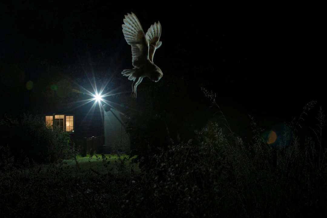 Hovering Barn Owl by Jamie Hall