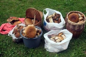 Грибной сезон 2017-го: грибов много, но война здесь ни при чем