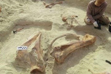У Саудівській Аравії знайшли скелет доісторичного слона