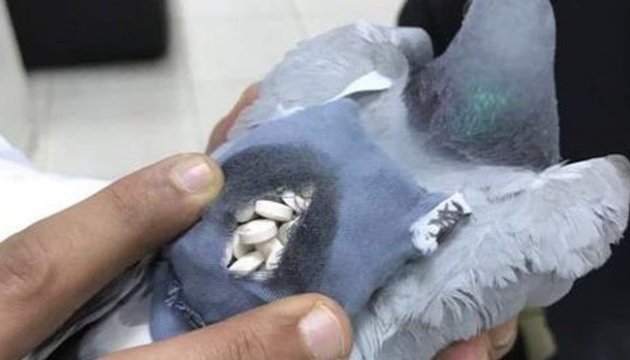 В Аргентині застрелили голуба, що ніс до в’язниці рюкзак наркотиків і флешку