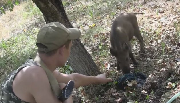 Мережу підкорили бойові вепри на передовій