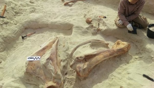 У Саудівській Аравії знайшли скелет доісторичного слона 