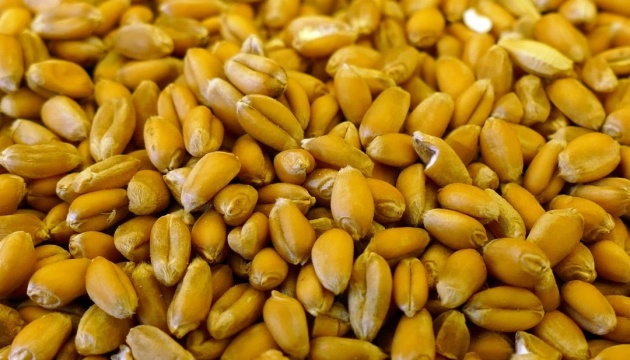 Ukraine exportierte schon fast 17 Mio. Tonnen Weizen