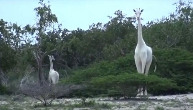 Фахівці зафільмували рідкісних білих жирафів у Кенії