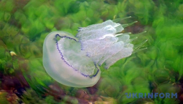 У МОЗ розповіли, чи вплинули медузи на безпечність води біля узбережжя Одеси