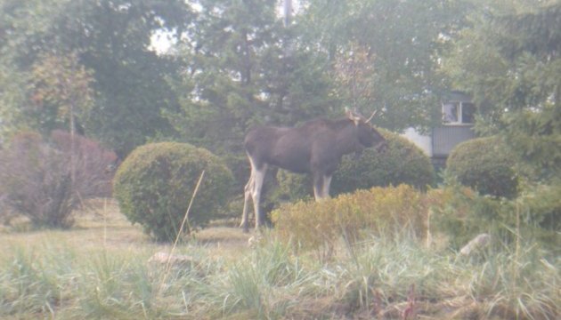 Moose gets lost in Kyiv - Animal Rescue Group (Photos)